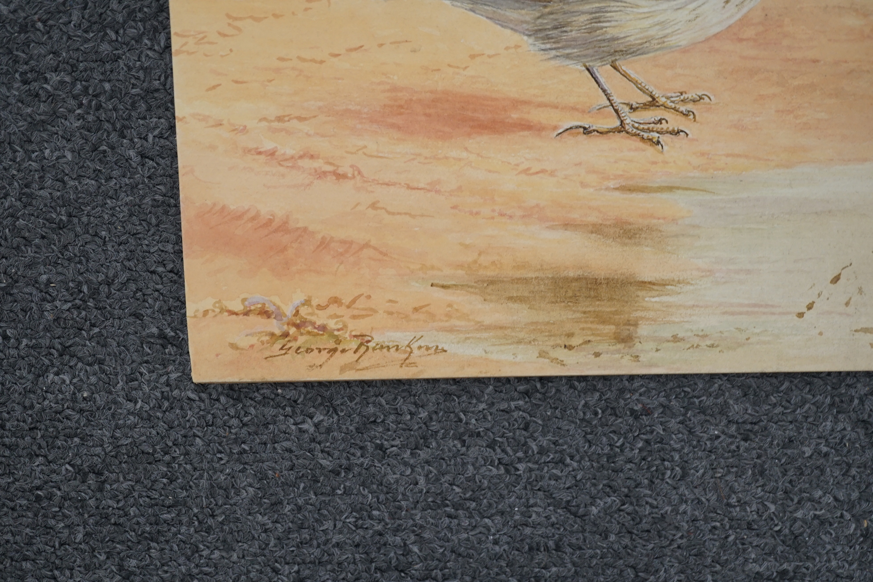 George James Rankin (British, 1864-1937), four watercolour designs for postcards, British Birds; Kentish Plover, Shorelark, Seagulls Flying & Common Gulls, signed, 27 x 19cm (3) and 46 x 30cm (1)